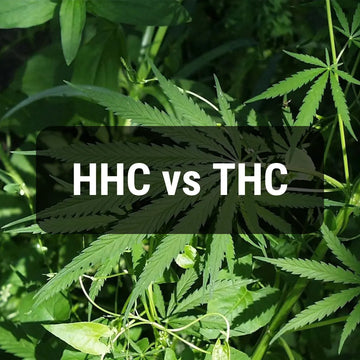 HHC vs THC: A kannabinoidok közötti különbségek megértése a hatások, jogi státusz, népszerű formák és adagolási útmutató alapján